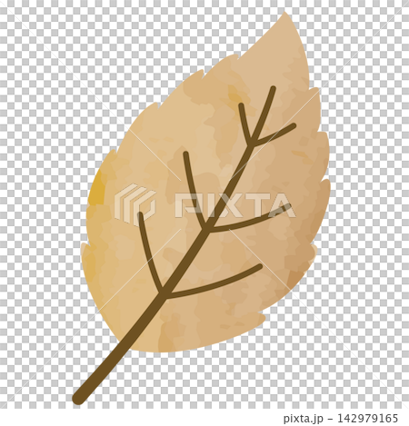 Jagged brown fallen leaves with clearly defined veins Jagged brown fallen leaves with clearly defined veins 142979165