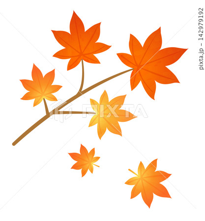 秋の訪れを感じる赤く紅葉したもみじの枝 秋の訪れを感じる赤く紅葉したもみじの枝 142979192