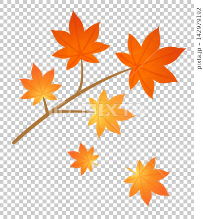 秋の訪れを感じる赤く紅葉したもみじの枝 秋の訪れを感じる赤く紅葉したもみじの枝 142979192