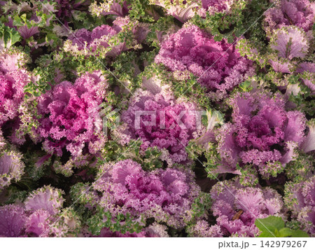Full frame background of purple ornamental cabbage with water drops Full frame background of purple ornamental cabbage with water drops 142979267