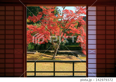 障子越しに眺める庭の紅葉 142979372