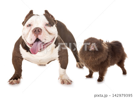 male american bully and spitz 142979395