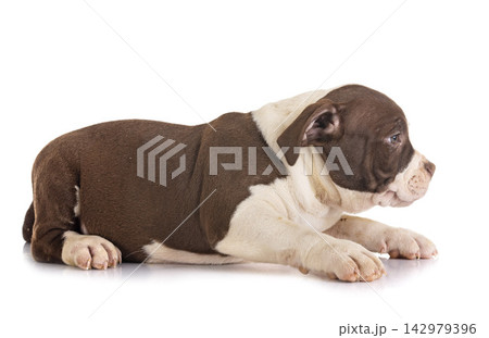 puppy american bully 142979396