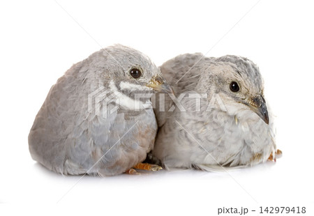 King quails in studio King quails in studio 142979418