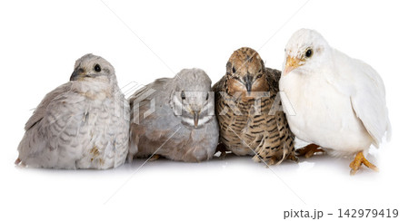 King quail in studio 142979419