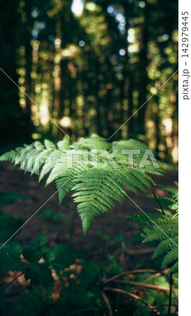 Green fern frond spreading in front of blurred forest trunks Green fern frond spreading in front of blurred forest trunks 142979445