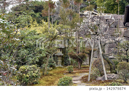 二条城 庭園に咲く梅の花 二条城 庭園に咲く梅の花 142979874