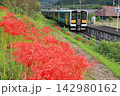 水郡線「彼岸花咲く中舟生駅に到着する列車」 142980162