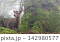 霧の森と鹿　The Misty Forest and the Deer 142980577