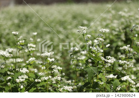 三分一湧水の蕎麦の白い花 三分一湧水の蕎麦の白い花 142980624