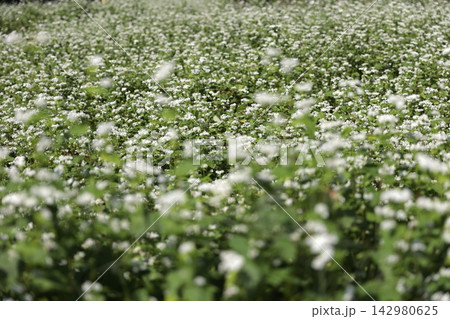 白い花が咲いた山梨県の蕎麦畑 白い花が咲いた山梨県の蕎麦畑 142980625