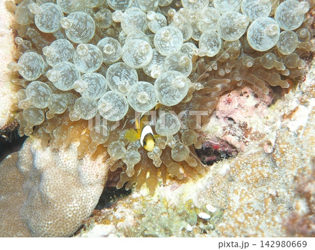 クマノミ幼魚 クマノミ幼魚 142980669