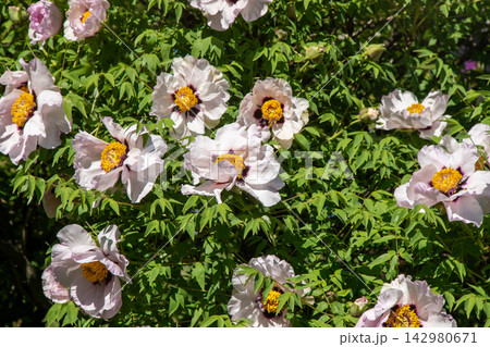 Peony White Tree Peonies Bush with Pink Flowers Peony White Tree Peonies Bush with Pink Flowers 142980671