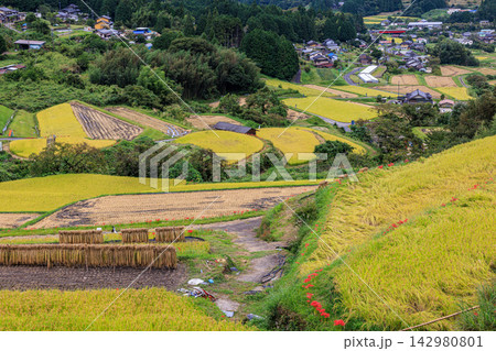 秋の坂折棚田に咲く彼岸花と黄金色の稲穂（岐阜県恵那市） 142980801
