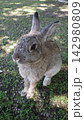 うさぎ　ウサギ　兎　Rabbit 142980809