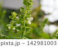バジルの花穂（花の後）12 142981003