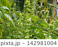 バジルの花穂（花の後）13 142981004