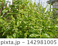 バジルの花穂（花の後）14 142981005