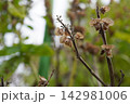 バジルの花穂（花の後）15 142981006