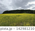 黄色い花咲く丘 142981210