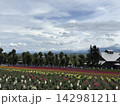 初夏の北海道の花畑、一面花、ラベンダー 142981211