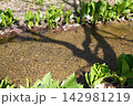川辺に咲いたミズバショウ01 142981219