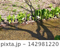 川辺に咲いたミズバショウ02 142981220
