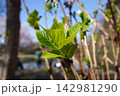 アジサイの新しい葉っぱ01 142981290