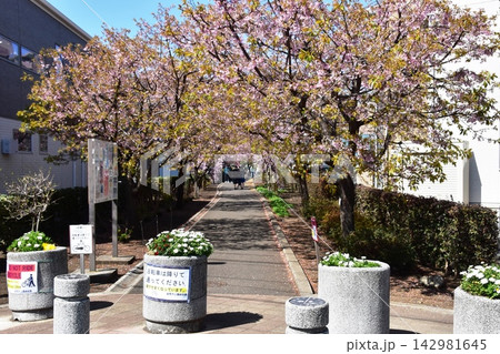 神奈川県座間市 相模が丘仲よし小道「さくら百華の道」の満開早咲き桜 神奈川県座間市 相模が丘仲よし小道「さくら百華の道」の満開早咲き桜 142981645