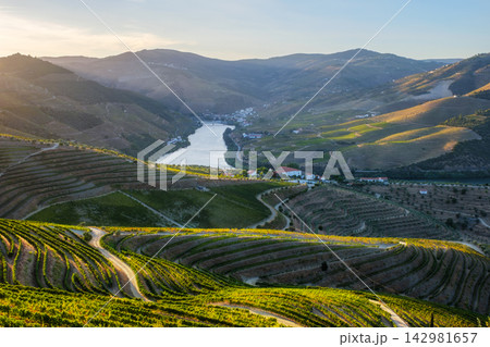 Douro River sunset over forest and vineyards in Douro Valley Douro River sunset over forest and vineyards in Douro Valley 142981657