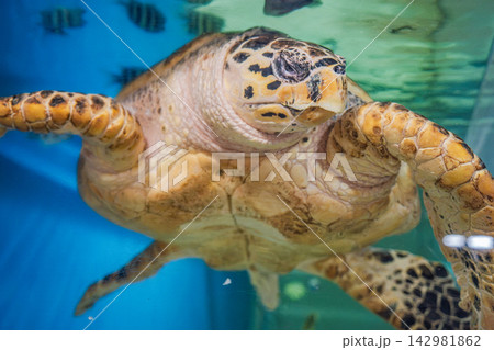 水族館の水槽で泳ぐウミガメ 142981862