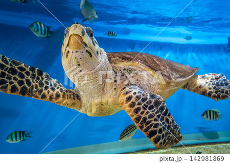 上を見ながら魚たちと優雅に泳ぐウミガメ 上を見ながら魚たちと優雅に泳ぐウミガメ 142981869