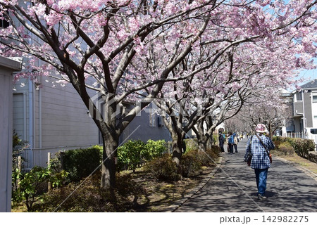 神奈川県座間市 相模が丘仲よし小道「さくら百華の道」の満開早咲き桜 神奈川県座間市 相模が丘仲よし小道「さくら百華の道」の満開早咲き桜 142982275