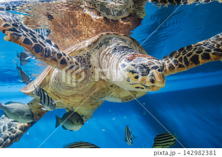 水族館の水槽で懸命に獲物を追うウミガメ 水族館の水槽で懸命に獲物を追うウミガメ 142982381