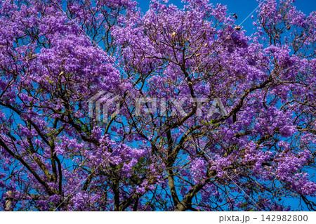 Jacaranda tree in full bloom spreads vibrant purple flowers in Lisbon 142982800