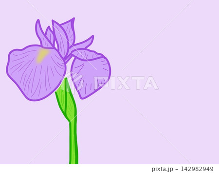 シンプルな一輪の花 美しい花菖蒲 シンプルな一輪の花 美しい花菖蒲 142982949