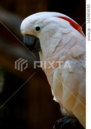 Close-up portrait of a Salmon-crested cockatoo in profile with soft pink feathers and orange crest, dark blurred background 142983030