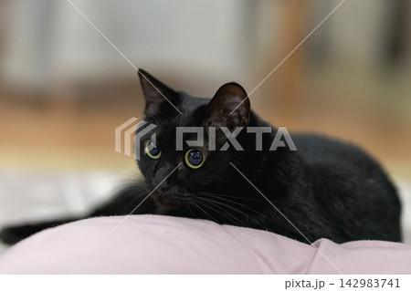 黒猫 142983741