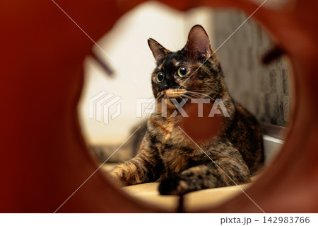 サビ猫 142983766
