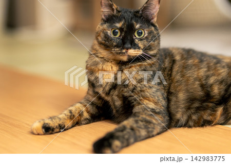 サビ猫 142983775