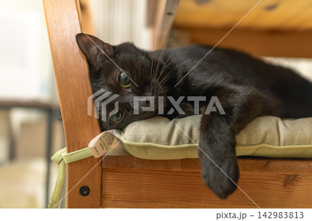 黒猫 142983813