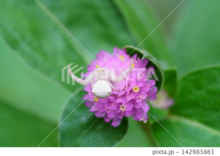 千日紅の花で獲物を待つアズチグモ 142983861