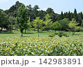 うなだれた向日葵 142983891