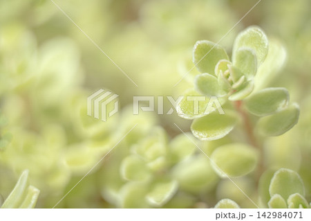 緑の葉の付いた多肉植物 緑の葉の付いた多肉植物 142984071