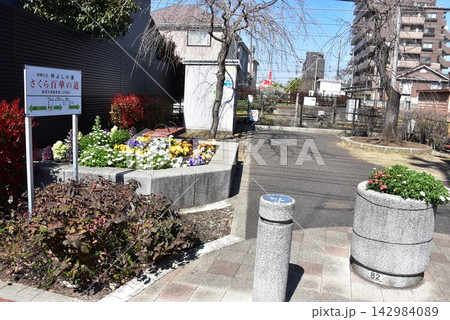 神奈川県座間市 相模が丘仲よし小道「さくら百華の道」の寄せ植え 神奈川県座間市 相模が丘仲よし小道「さくら百華の道」の寄せ植え 142984089