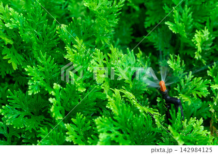 Automatic garden sprinkler spraying water over lush green foliage, providing efficient irrigation for healthy plant growth, landscape maintenance and sustainable outdoor garden care Automatic garden sprinkler spraying water over lush green foliage, providing efficient irrigation for healthy plant growth, landscape maintenance and sustainable outdoor garden care 142984125