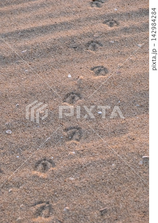 Seagull footprints forming a trail across the soft sand on a beach 142984284