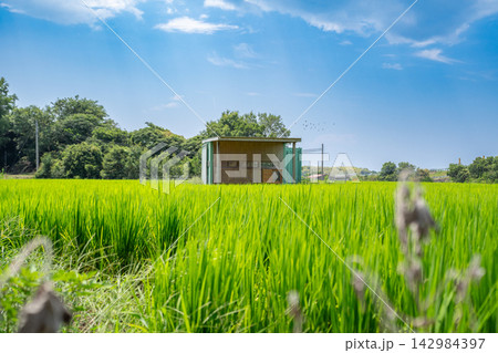 田んぼの真ん中に佇む小屋 142984397