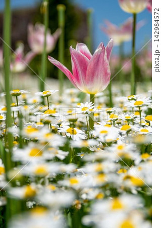 一面に広がる可憐な白いデージーの花畑からひょっこり顔を出すユリ咲きのピンクのチューリップの春の風景 一面に広がる可憐な白いデージーの花畑からひょっこり顔を出すユリ咲きのピンクのチューリップの春の風景 142984572