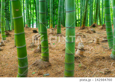 竹林のイメージ 京都高台寺 竹林のイメージ 京都高台寺 142984760
